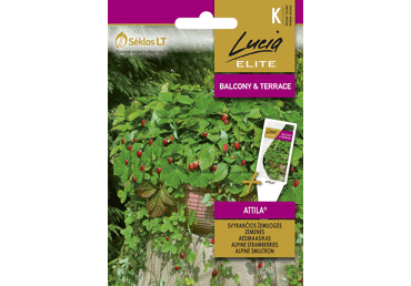 Sēklas.Zemenes meža nokar.Attila gab.