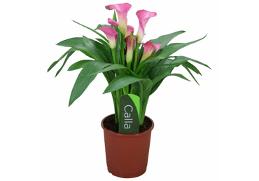 Telpaugs Kalla D 12cm - 1