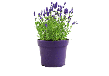 Āra augs Lavanda D11cm