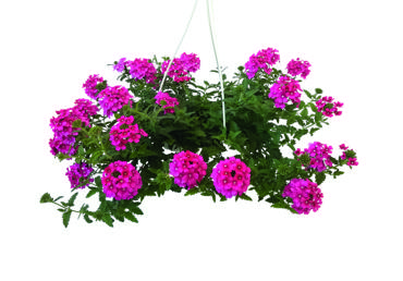 Āra augs VERBENA Ø25cm