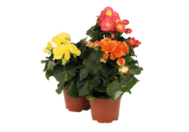 Augs Begonija D 12cm