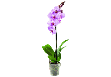 Telpaugs FALENOPSIS 60cm D 12cm - 2