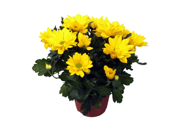 Telpaugs Krizantēma D 13cm