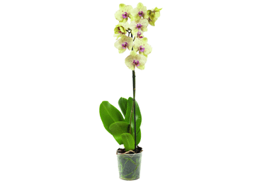 Telpaugs FALENOPSIS 60cm D 12cm - 3