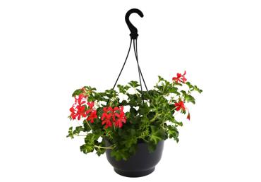 Balkona augs PELARGONIJA  Ø25cm