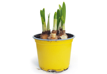 Telpaugs NARCISE D 10cm