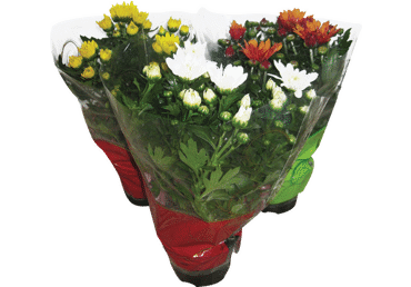 Telpaugs KRIZANTĒMA  Ø12cm LV