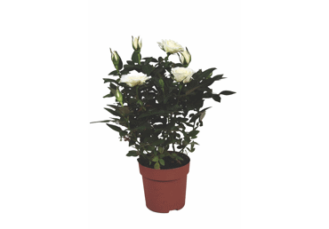 Telpaugs Roze D 13cm - 2