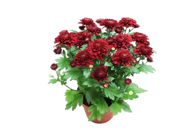 Telpaugs Krizantēma D 12cm